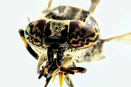 Réf. 346 677 : Haematopota pluvialis